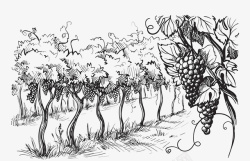 一款水墨葡萄树手绘素描葡萄树图标高清图片