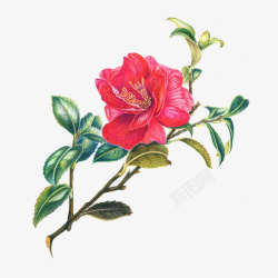 盛开的茶花手绘一枝红色盛开的山茶花高清图片