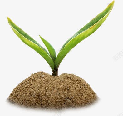 植物和土堆png免抠素材_新图网 https://ixintu.com 土堆 小苗 植物 绿叶
