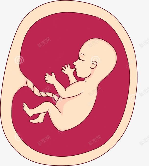 胎宝宝png免抠素材_新图网 https://ixintu.com 孕妇 小宝宝 生小孩子 肚子 胎儿 胎宝宝 胚胎 高清免扣素材