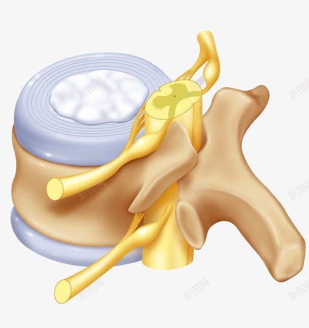 腰椎中枢系统png免抠素材_新图网 https://ixintu.com 医疗 神经系统 腰椎 骨头