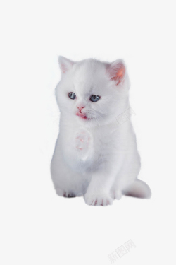 小奶猫一只白色小奶猫高清图片