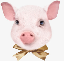 小猪猪年新年快乐素材