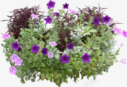 紫花球景观植物五爪金龙灌木球高清图片