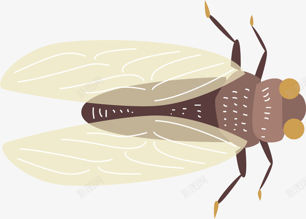 俯视卡通昆虫蝉png免抠素材_新图网 https://ixintu.com 俯视 卡通蝉类 扁平风格 昆虫种类 昆虫蝉 蝉 蝉插画