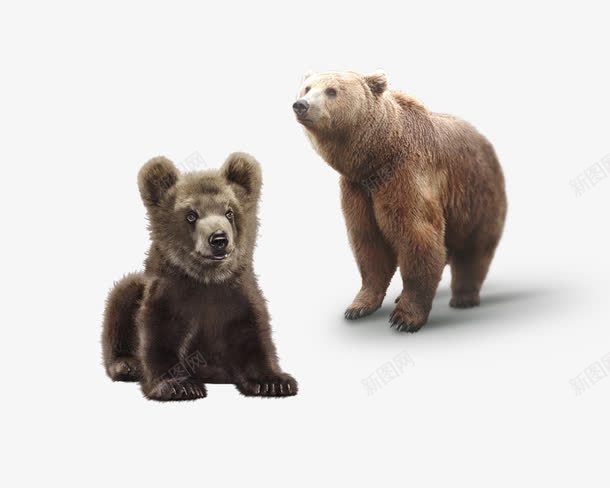 危险的大棕熊png免抠素材_新图网 https://ixintu.com 危险 捕食 棕色 毛皮 熊先生 狗熊