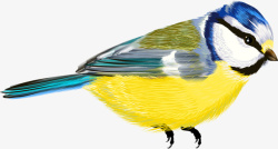黄莺手绘黄鹂鸟高清图片