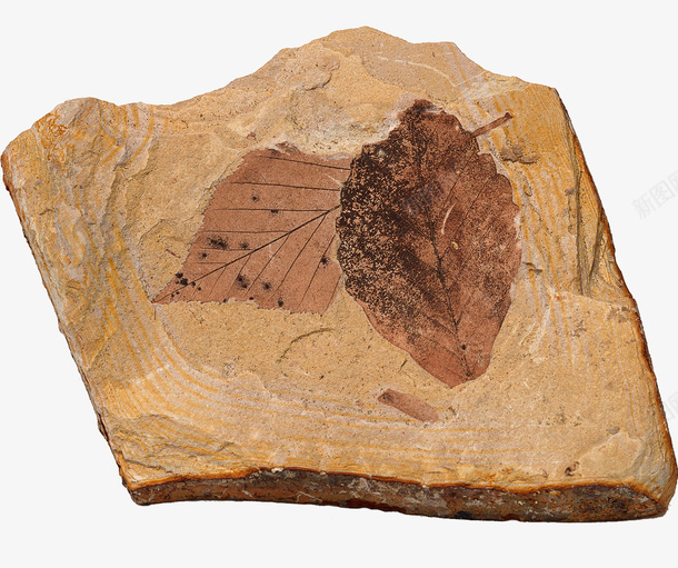 植物化石png免抠素材_新图网 https://ixintu.com 化石 岩层 植物标本 远古