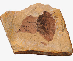 岩层植物化石高清图片