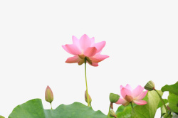 粉红色荷花粉红色纯洁的盛开的水芙蓉和荷叶高清图片