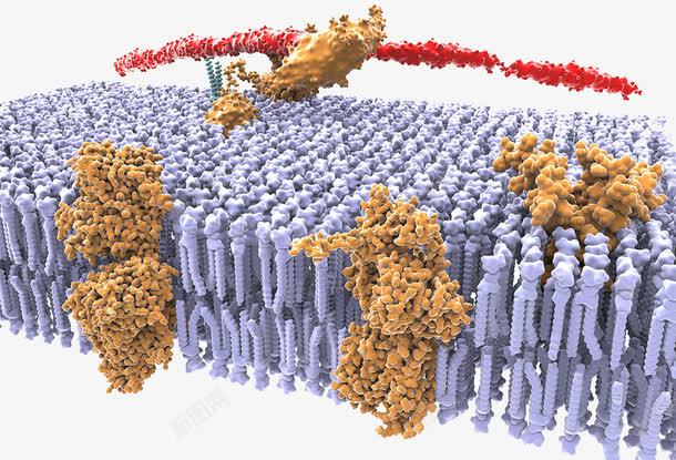 抗体蛋白质结构png免抠素材_新图网 https://ixintu.com 抗体 氨基酸 蛋白质结构
