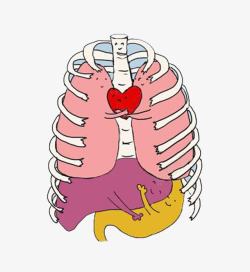 器官捐献肺部肾脏爱心卡通画高清图片