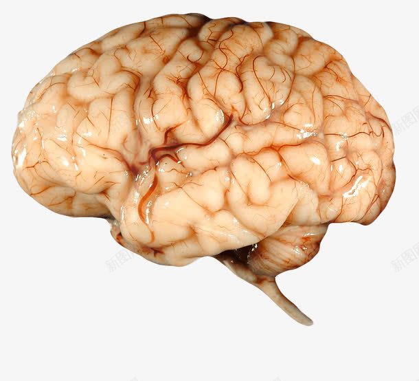 实物大脑png免抠素材_新图网 https://ixintu.com 产品实物 大脑 大脑PNG图 大脑免扣图 大脑免扣实物图 脑子