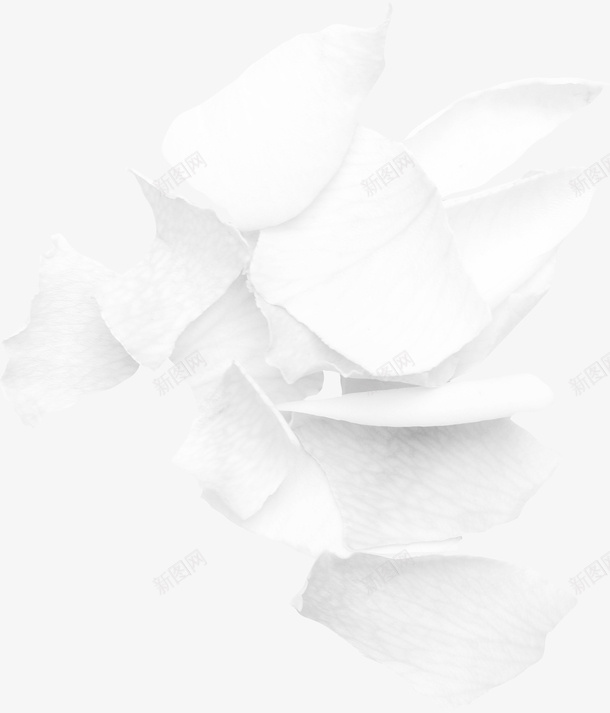玫瑰花瓣png免抠素材_新图网 https://ixintu.com 一片花瓣免费下载 玫瑰 玫瑰花瓣 白色花瓣 花瓣