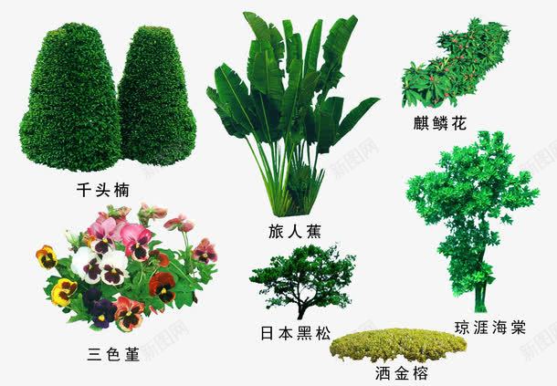 绿色植物png免抠素材_新图网 https://ixintu.com 3D贴图 效果图元素 盆景 绿化 绿化带 绿植 绿色植物