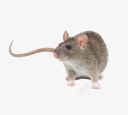 卷起尾巴的动物元素动物小老鼠高清图片