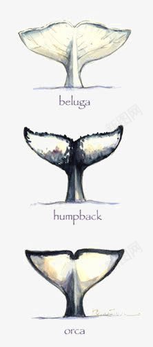 鲸鱼尾巴png免抠素材_新图网 https://ixintu.com 动物 卡通 手绘 海洋 素描鲸鱼 鱼尾