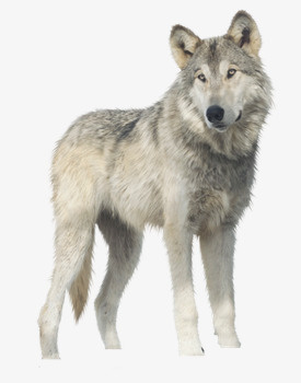 狼在盯着远处png免抠素材_新图网 https://ixintu.com 动物 危险 森林里的狼 素材
