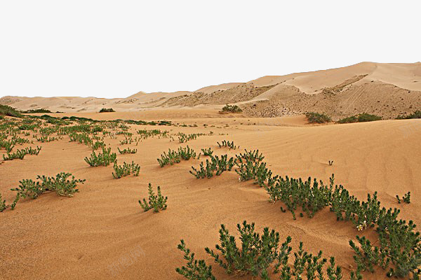 沙漠中的植物png免抠素材_新图网 https://ixintu.com 地貌 小树 戈壁 植物 沙漠 风景 风景素材