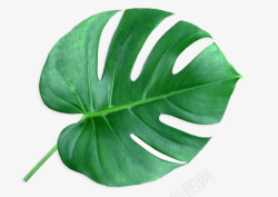 绿色植物叶片植物叶片高清图片