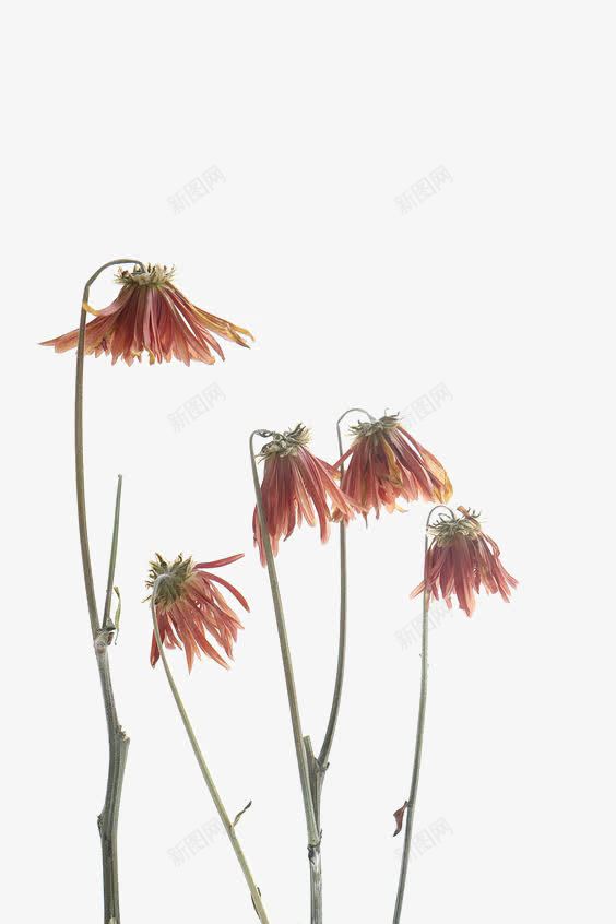 枯萎的花朵png免抠素材_新图网 https://ixintu.com 凋谢的花朵 创意 唯美 枯萎的花 清新 红色花朵