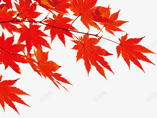 红色的枫叶png免抠素材_新图网 https://ixintu.com 叶子 枫叶 红色