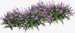 紫色园林花朵景观素材