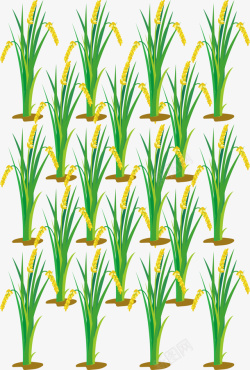 自然式种植金色夏日稻田植物高清图片