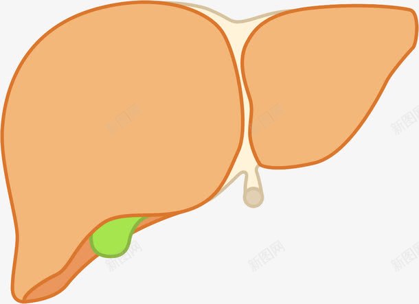 身体器官png免抠素材_新图网 https://ixintu.com 医学 医疗 手绘 模型 肝脏