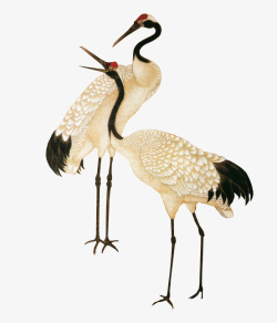 尖尖的漂亮的丹顶鹤手绘简图高清图片