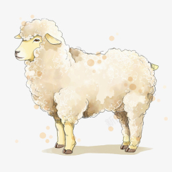 站立的羊纯白可爱自创电商羊毛标志图高清图片