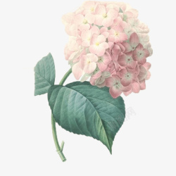 碧绿的叶子图片手绘粉色绣球花高清图片