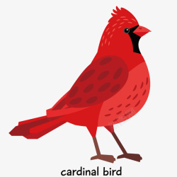 红雀鸟北美红雀的手绘矢量图高清图片