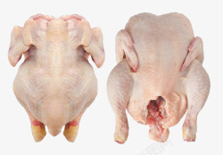 因蛋白质新鲜土鸡高清图片
