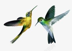 食蜂鸟黄色绿色食蜂鸟高清图片