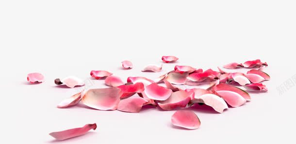 一堆粉红色的花瓣png免抠素材_新图网 https://ixintu.com 粉红色 花瓣
