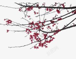 植物枝叶花朵角饰初春的梅花图高清图片