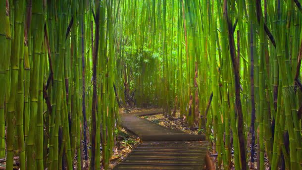 深山中屹立的竹子jpg设计背景_新图网 https://ixintu.com 屹立 深山 竹子