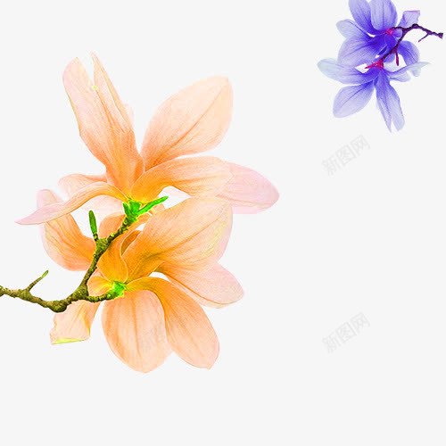 橙色紫色花朵多彩花png免抠素材_新图网 https://ixintu.com 小清新 橘色 橙色 紫色 花朵