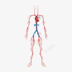 脏器血管卡通人体血管高清图片