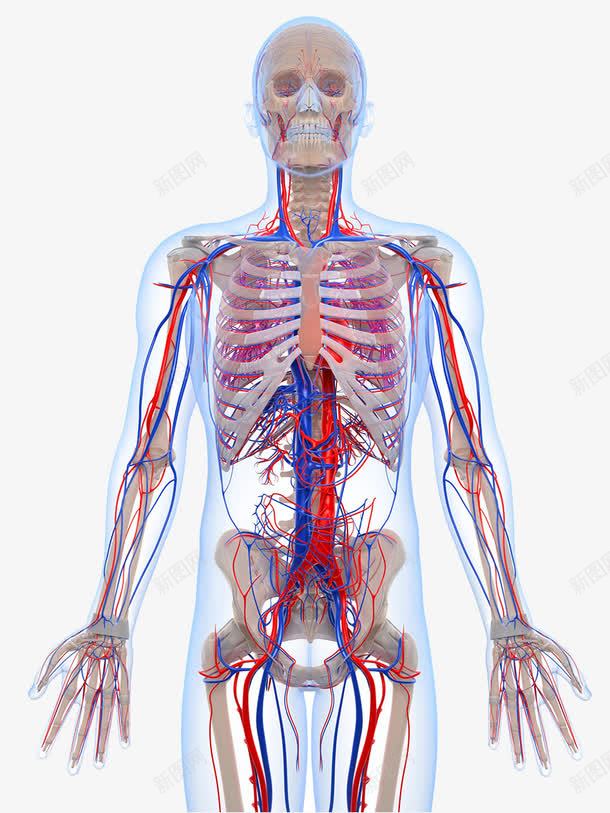 人体骨骼静脉分布图png免抠素材_新图网 https://ixintu.com 人体肌肉骨骼 动脉 心血管 静脉 骨骼