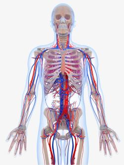 人体骨骼静脉分布图素材