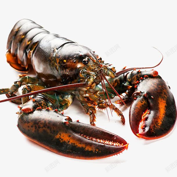 波士顿龙虾png免抠素材_新图网 https://ixintu.com 产品实物 动物 水产品 海鲜 钳子 龙虾