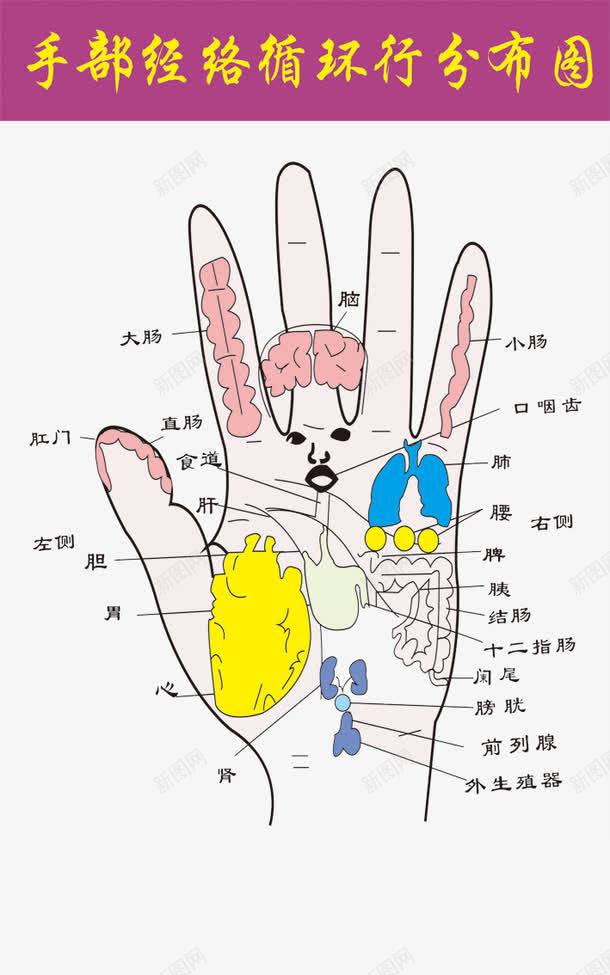 手部经络图png免抠素材_新图网 https://ixintu.com 三焦经 人体 人体穴位经络 人体经络 任脉 冲脉 十二 古代经络图 大肠经 头部经络穴位 小肠经 带脉 心包经 心经 手部穴位 手部经络图 督脉 穴位 穴位经络 经络 经络图 肝经 肺经 肾经 胃经 胆经 背部 脾经 膀胱经