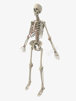 人类骨架骨架人类高清图片