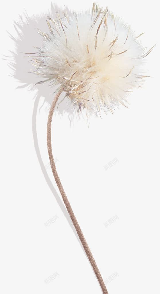 蒲公英png免抠素材_新图网 https://ixintu.com 白花 花卉 花朵 蒲公英 野花