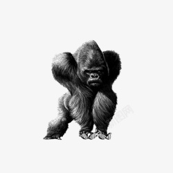 黑色的猩猩金刚猩猩高清图片