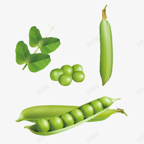 剥开的绿色的豆子png免抠素材_新图网 https://ixintu.com 可以吃的食物 绿叶 绿色的豆子 绿豆叶 蔬菜 豆荚