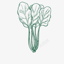 植物根茎手绘青菜矢量图高清图片