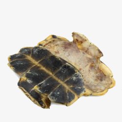 乌龟板乌龟壳药品高清图片